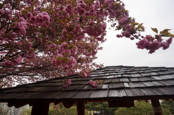 정자 지붕에서 출렁이는 겹벚꽃의 탐스러운 꽃송이가 환상적