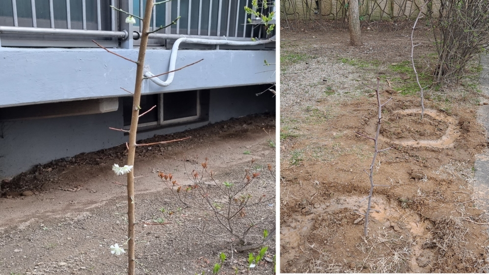 작년 아파트 화단에 심은 꽃이 핀 매실나무(좌측), 올해 심은 대추나무(오른쪽)