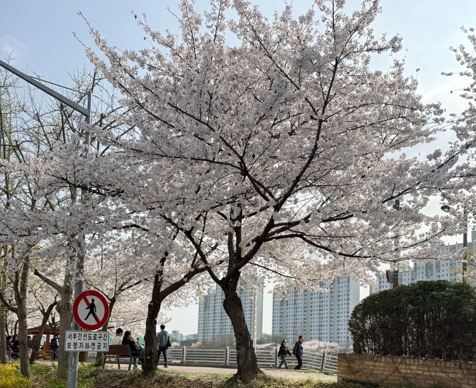 봄을 맞아 더욱 아름다워진 안양천