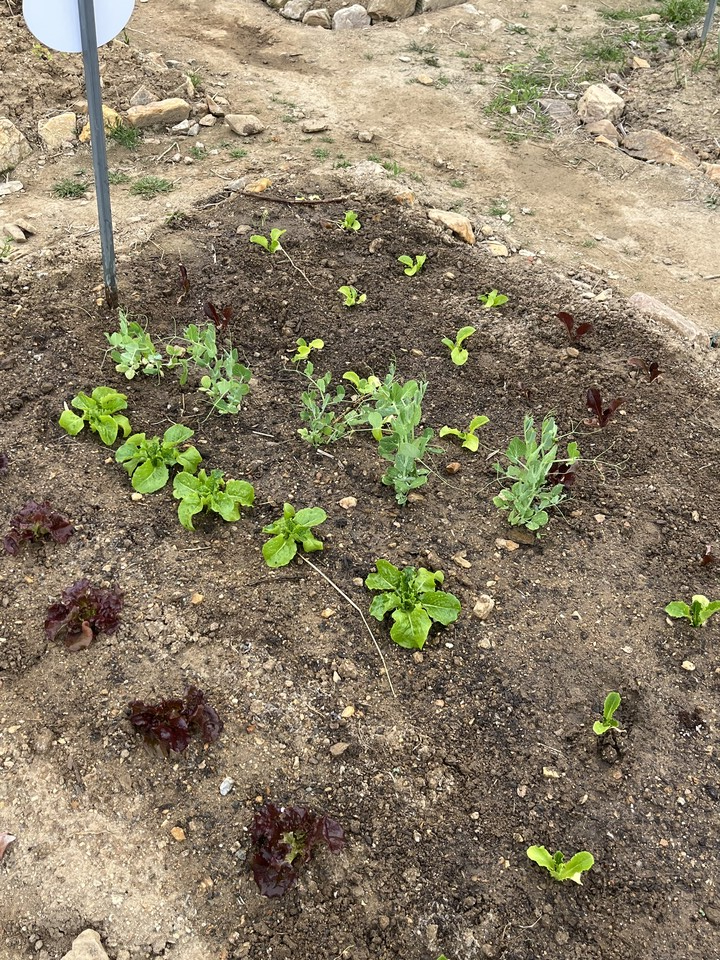 광명 시민 주말농장, 가족과 함께한 생생 체험